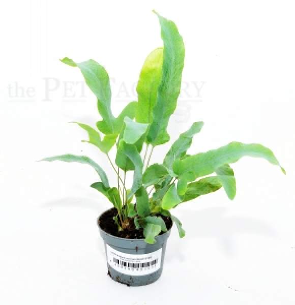 Phlebodium aureum BLUE STAR